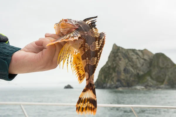 Hemilepidotus sculpins cinsidir. Alt deniz balıkçılığı Kamçatka yakınındaki Pasifik. — Stok fotoğraf