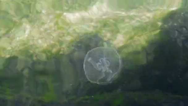 Moon jellyfish in Black Sea. Aurelia aurita. — Stock Video