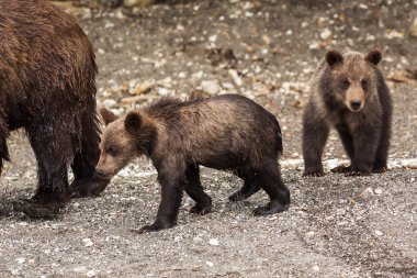 Boz ayı yavrularını Kurile kıyı Gölü.