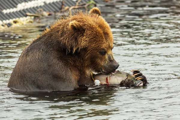 Brown bear eating fish caught in Kurile Lake. — Stock Photo, Image