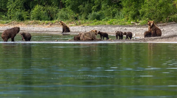 Grupo de osos pardos con descendencia en la orilla del lago Kurile . —  Fotos de Stock