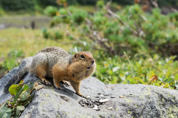 北极的地松鼠吃种子在岩石上。堪察加半岛. — 图库照片