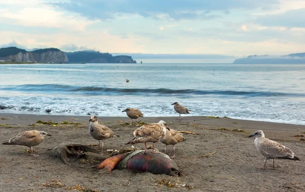 Pacific Gull äta döda säl på stranden. — Stockfoto