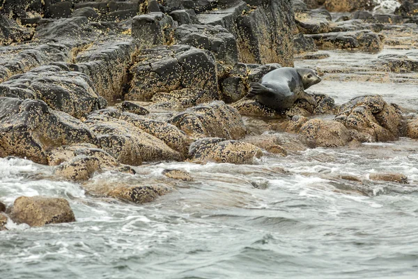 Pusa é um género de focas sem orelhas . — Fotografia de Stock