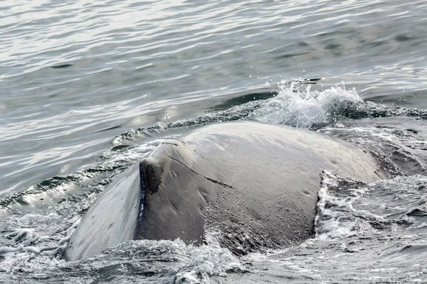 Fin op de rug van de bultrug in de Stille Oceaan. Revier/gebied in de buurt van Kamtsjatka. — Stockfoto