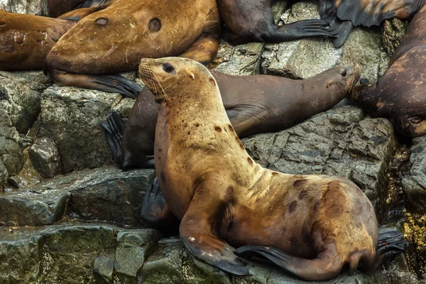 海狮繁殖地。在堪察加半岛附近的太平洋海洋岛. — 图库照片