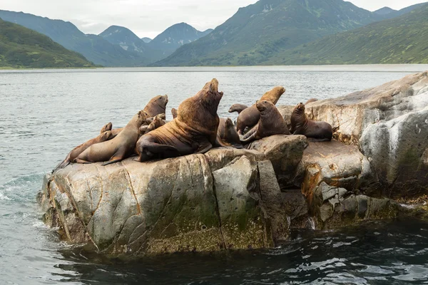海狮繁殖地。在堪察加半岛附近的太平洋海洋岛. — 图库照片