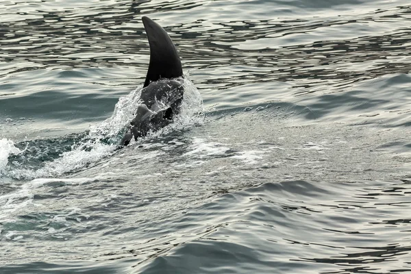 Killer Whale - Orcinus Orca in Pacific Ocean (en inglés). Zona de aguas cerca de la península de Kamchatka. —  Fotos de Stock