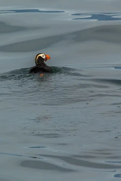 Püsküllü martı Pasifik Okyanusu sularında yüzmek. — Stok fotoğraf