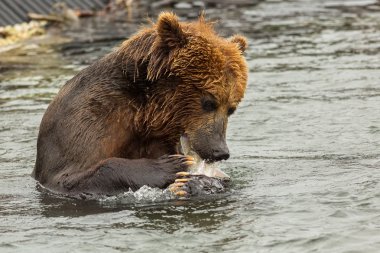 Boz ayı Kurile göl yakalanan balık yeme.