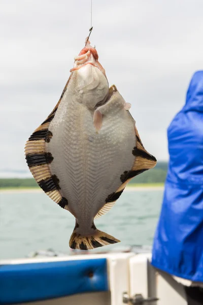 Flounder on hook. Bottom sea fishing in the Pacific near Kamchatka. — Stock Photo, Image