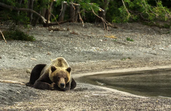 Urso marrom dormindo docemente na costa do Lago Kurile . — Fotografia de Stock