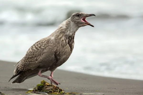 Pacific Gull shows aggression on ocean. — Stock Photo, Image