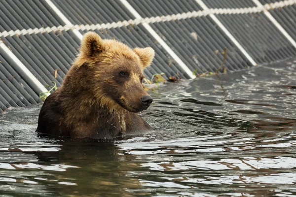 Urso castanho à espera de presa no lago Kurile . — Fotografia de Stock