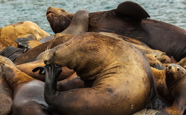 Rookery Steller sea lions. Island in Pacific Ocean near Kamchatka Peninsula. — Stock Photo, Image