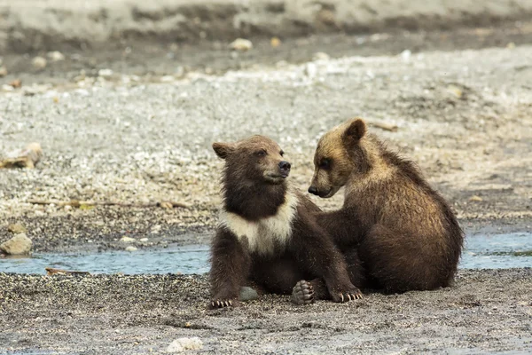 Graciosos cachorros de oso pardo en la orilla del lago Kurile . — Foto de Stock