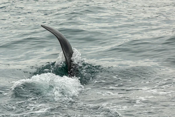 Killer Whale - Orcinus Orca in Pacific Ocean (en inglés). Zona de aguas cerca de la península de Kamchatka. —  Fotos de Stock