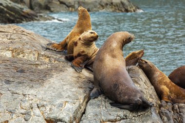 Rookery Steller Deniz Aslanları. Pasifik Okyanusunda Kamçatka Yarımadası yakınındaki Adası.