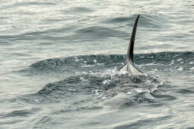 Katil Balina - Orcinus Orca Pasifik Okyanusu 'nda. Kamçatka Yarımadası 'nın yanındaki su alanı..
