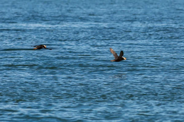 Puffin adornado voar com um peixe em seu bico sobre o Oceano Pacífico . — Fotografia de Stock