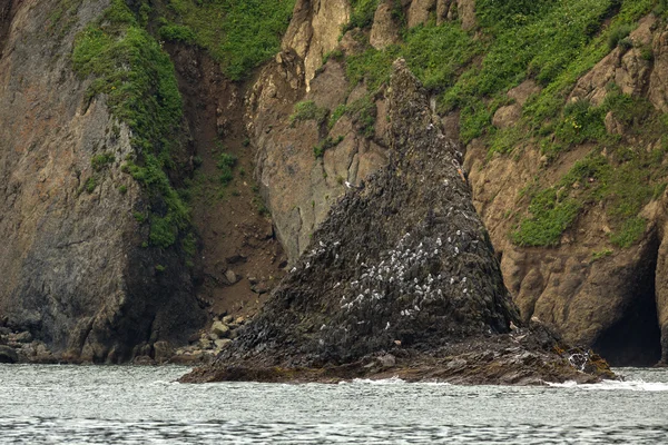 Mewy gnieżdżą się na klify Oceanu Spokojnego. — Zdjęcie stockowe