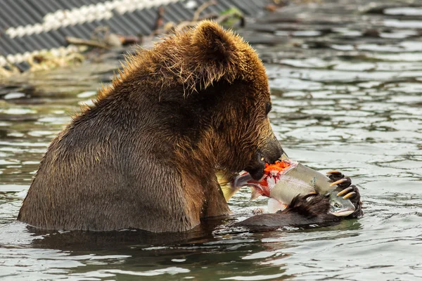 Orso bruno che mangia un salmone pescato nel lago Kurile . — Foto Stock