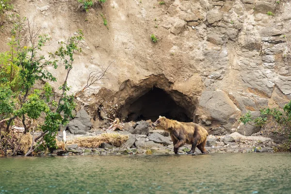 Urso marrom na costa do Lago Kurile . — Fotografia de Stock