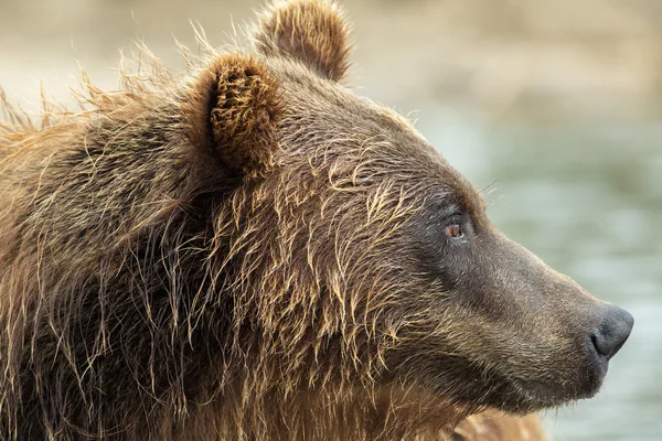 Portrait of a brown bear close up. Kurile Lake. — Stock Photo, Image