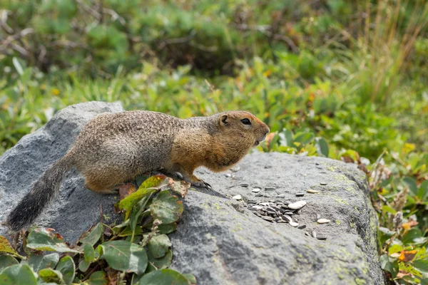 北极的地松鼠吃种子在岩石上。堪察加半岛. — 图库照片