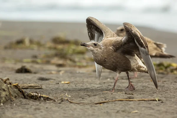 Pacific Gull on the shore of Ocean. — Stock Photo, Image