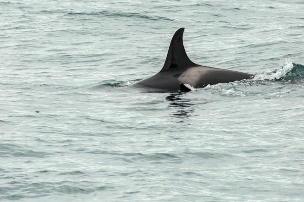 Killer Whale - Orcinus Orca in Stille Oceaan. Watergebied bij het schiereiland Kamchatka. — Stockfoto