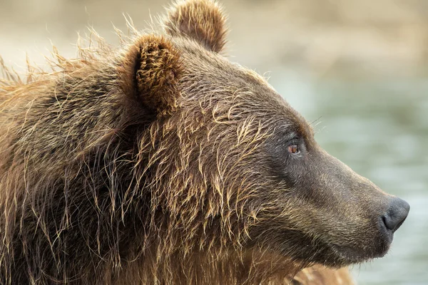 Retrato de um urso pardo de perto. Lago Kurile . Fotografia De Stock
