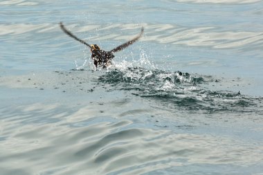 Püsküllü martı dağılım kalkış için su.