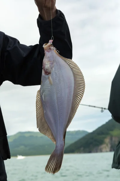 Halibut on hook. Bottom sea fishing in the Pacific near Kamchatka. — Stock Photo, Image