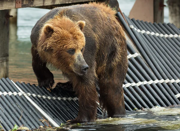 Brown bear waiting prey on fence to account for fish. Kurile Lake. — Stock Photo, Image