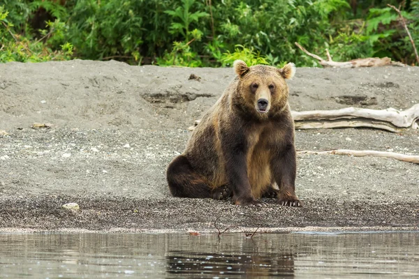 Oso pardo en la orilla del lago Kurile . — Foto de Stock