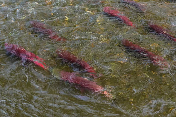 Kuitschieten sockeye zalm op rivier in Kamtsjatka. — Stockfoto