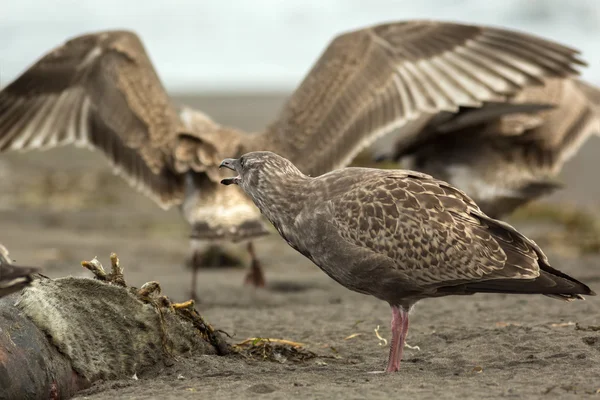 Mouette du Pacifique mangeant des phoques morts sur la plage . — Photo