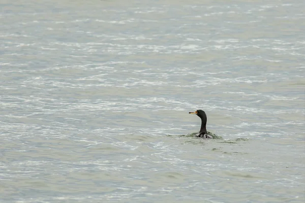 Pelagic cormorant floating in Pacific Ocean. — Stock Photo, Image