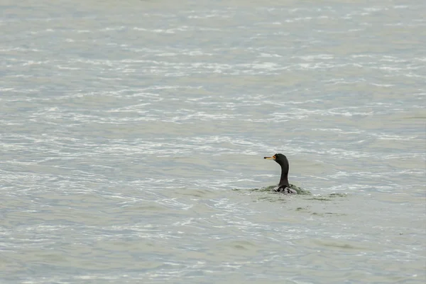 Pelagische Aalscholver drijvend in de Stille Oceaan. — Stockfoto