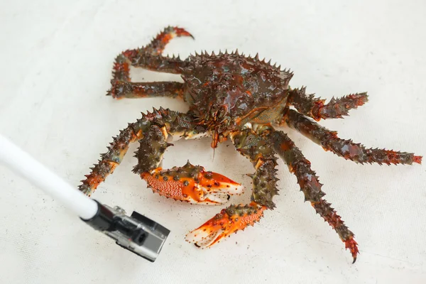 King kamchatka crab poses for camera. — Stock Photo, Image