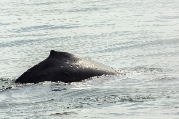 Pinna sul dorso della megattera nell'Oceano Pacifico. Area acquatica vicino alla penisola di Kamchatka . — Foto Stock