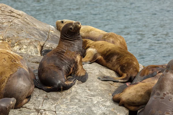 Les otaries de Rookery Steller. Île dans l'océan Pacifique près de la péninsule du Kamchatka . — Photo