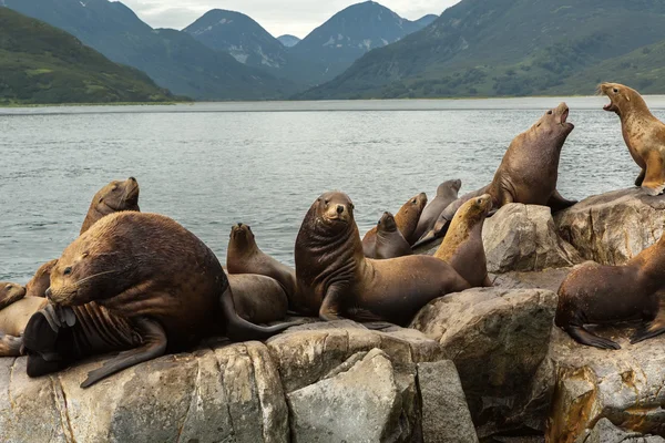 Rookery Steller sea lions. Island in Pacific Ocean near Kamchatka Peninsula. — Stock Photo, Image