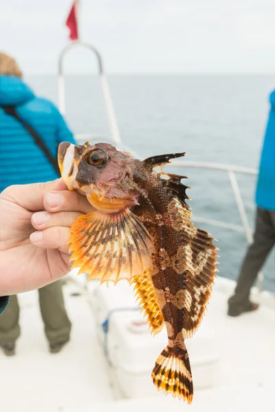 Hemilepidotus is genus of sculpins. Bottom sea fishing in the Pacific near Kamchatka. — Stock Photo, Image