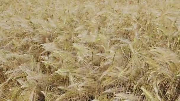 Campo con cosecha de centeno . — Vídeos de Stock