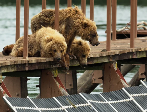 Three little brown bear cub on fence to account for fish. Kurile Lake. — Stock Photo, Image