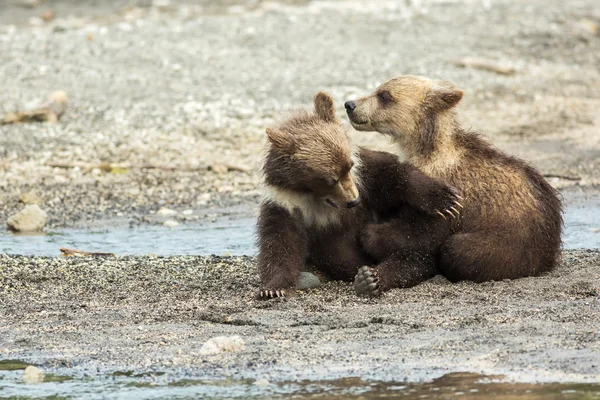 Graciosos cachorros de oso pardo en la orilla del lago Kurile . — Foto de Stock