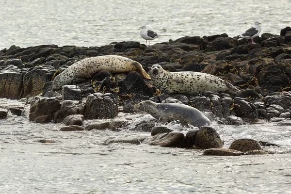 Pusa is a genus of earless seals. — Stock Photo, Image