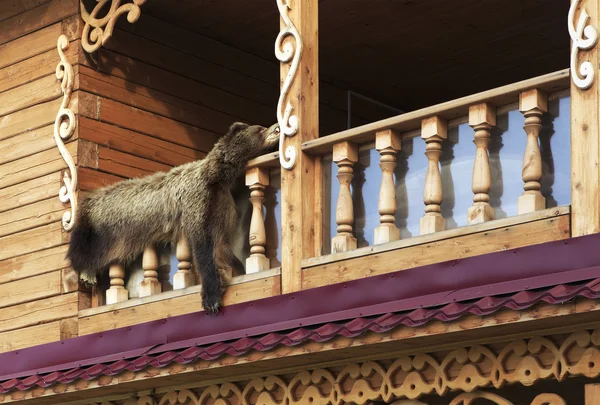 Niedźwiedź na balkonie. — Zdjęcie stockowe